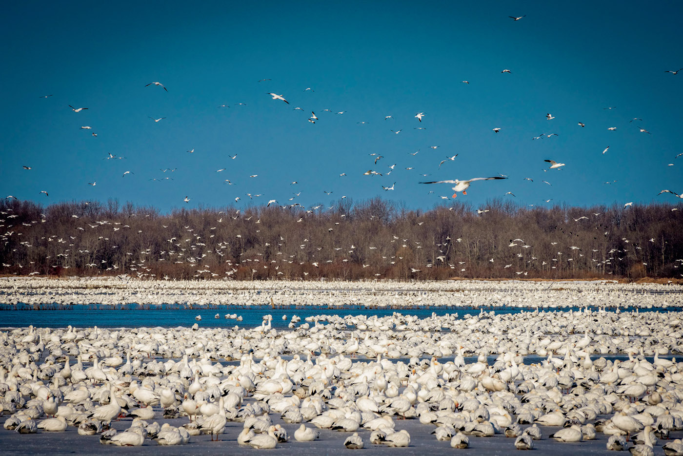 wild geese fields migration