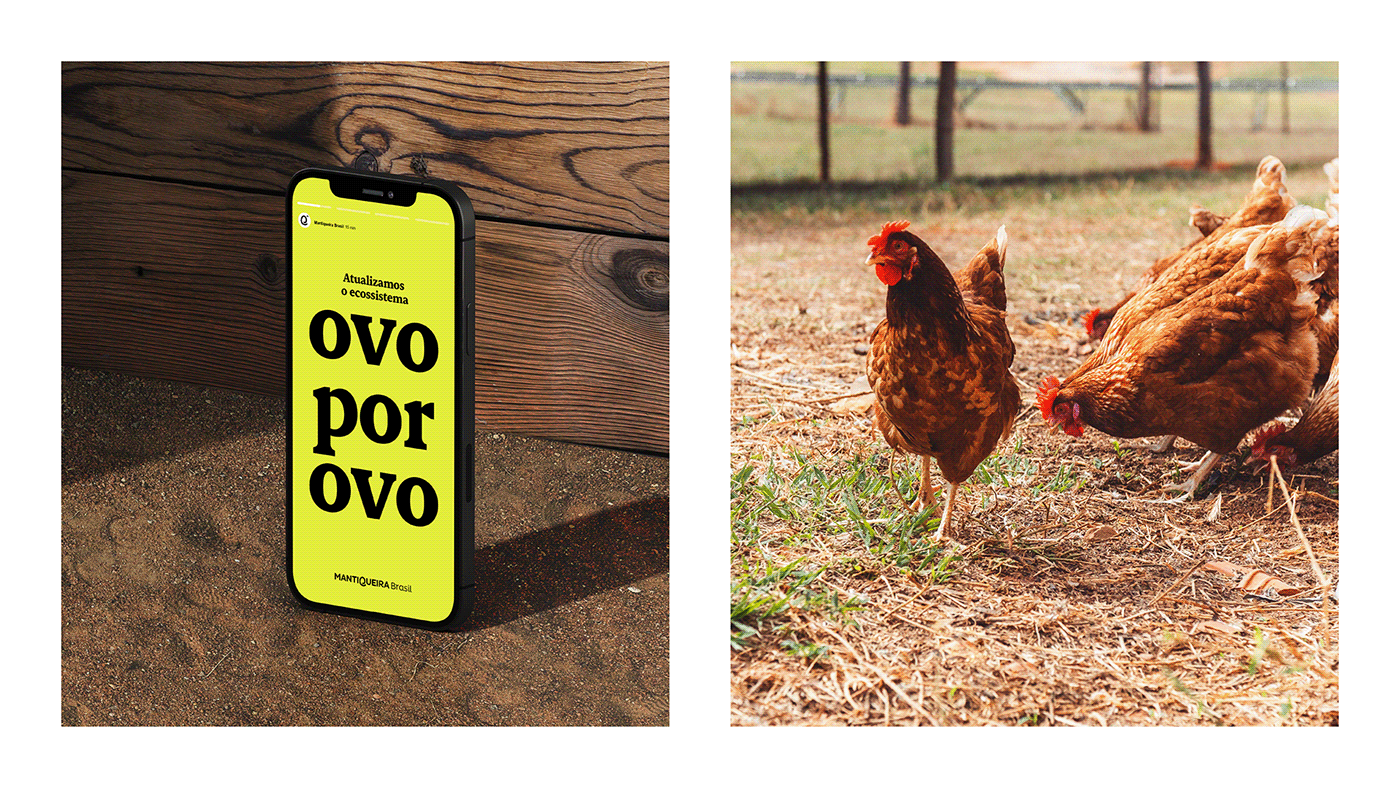 Ana Couto brand identity branding  design eggs farm fazenda ovos visual