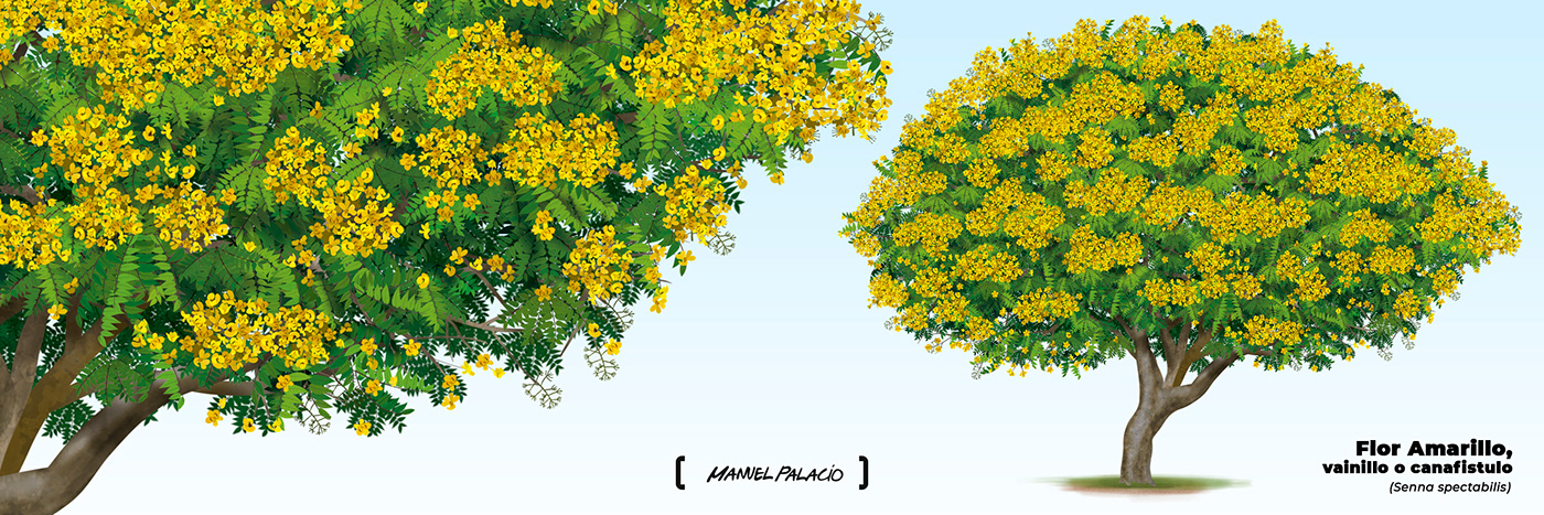 arbol ecologia ilustración científica árboles de Colombia ilustracion DigitalPaint ilustración editorial Drawing  plantas
