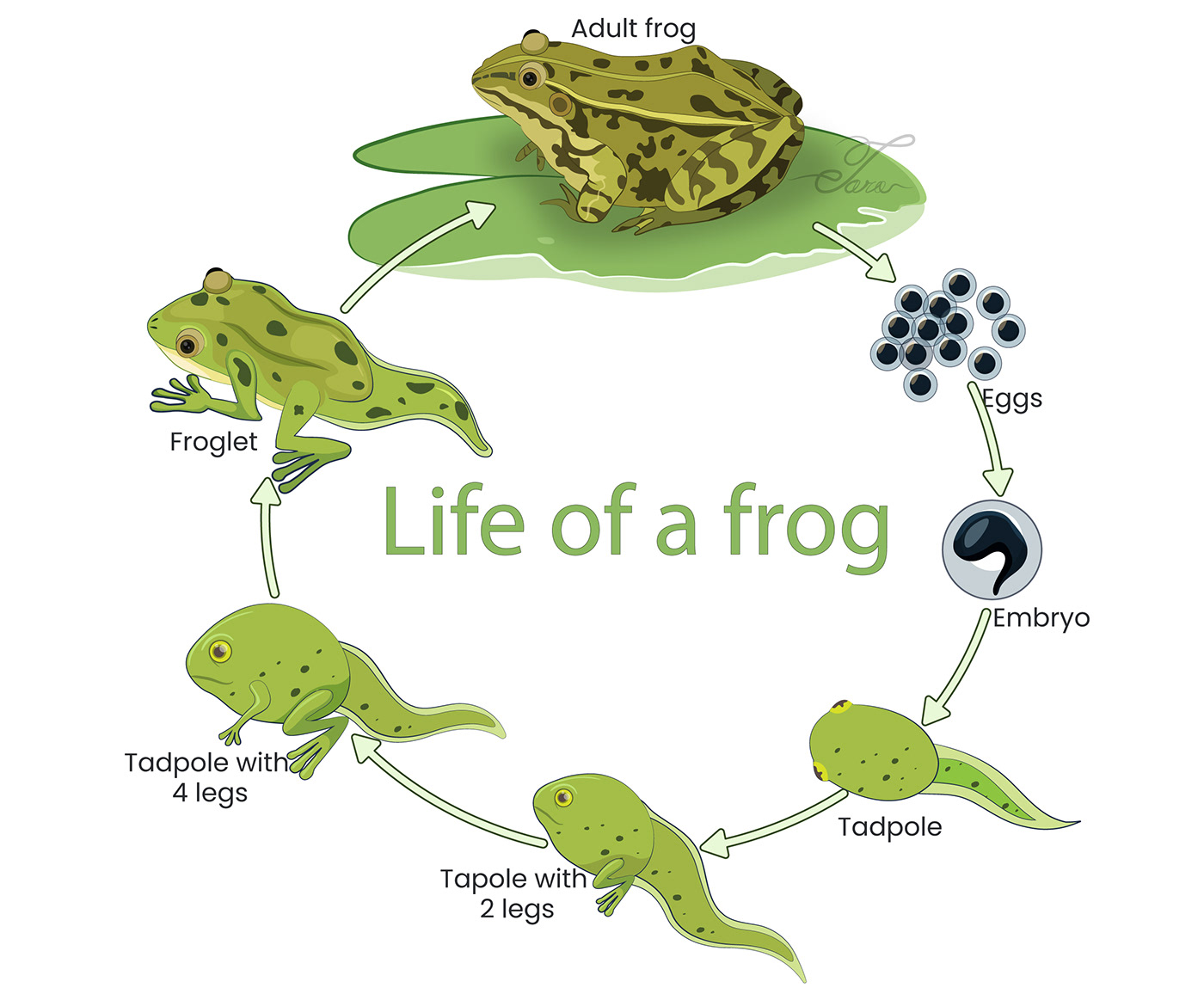 Life of a Frog