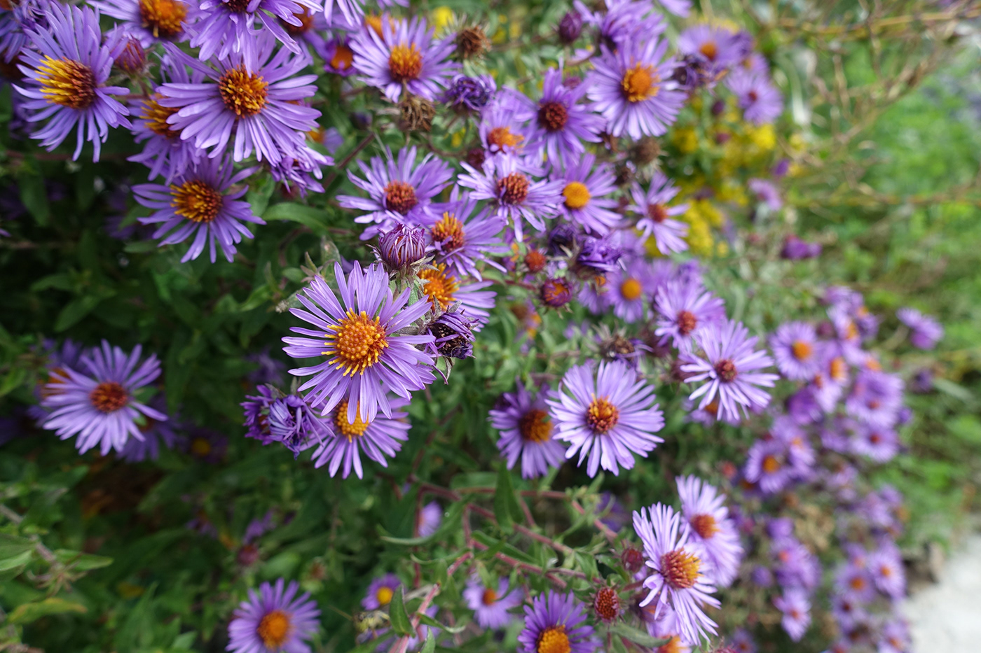 asters Canada Flowers Montreal Phogography