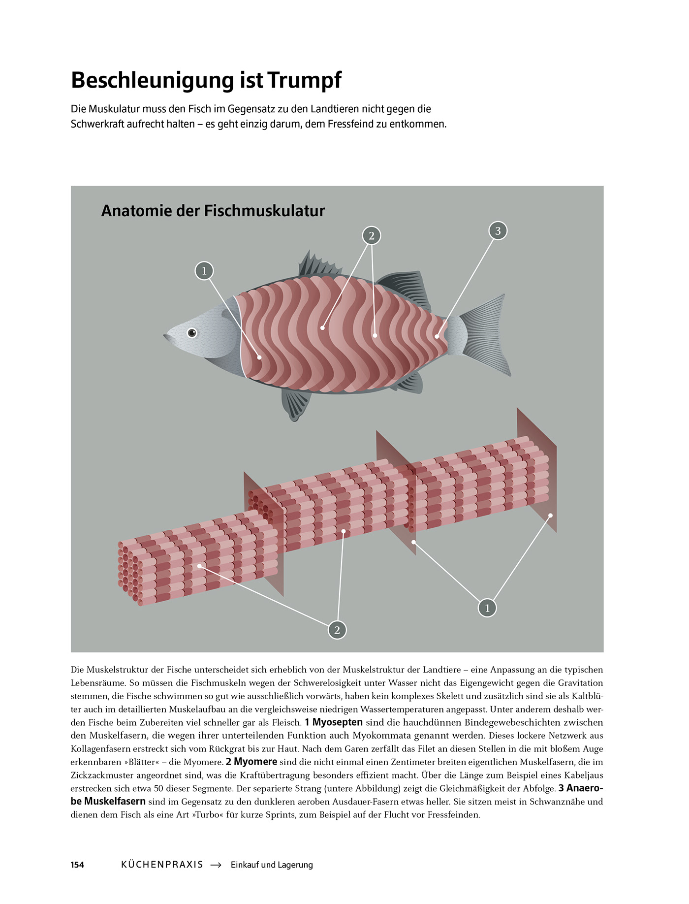 Data data visualization infographic ILLUSTRATION  design art graph graphic book fish