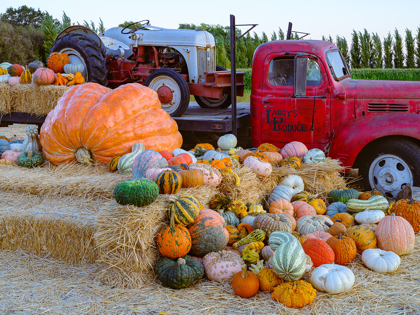 autumn Autumn display farmers market Gourds and Pumpkins Pumpkin Display pumpkins Bay Area San Francisco California