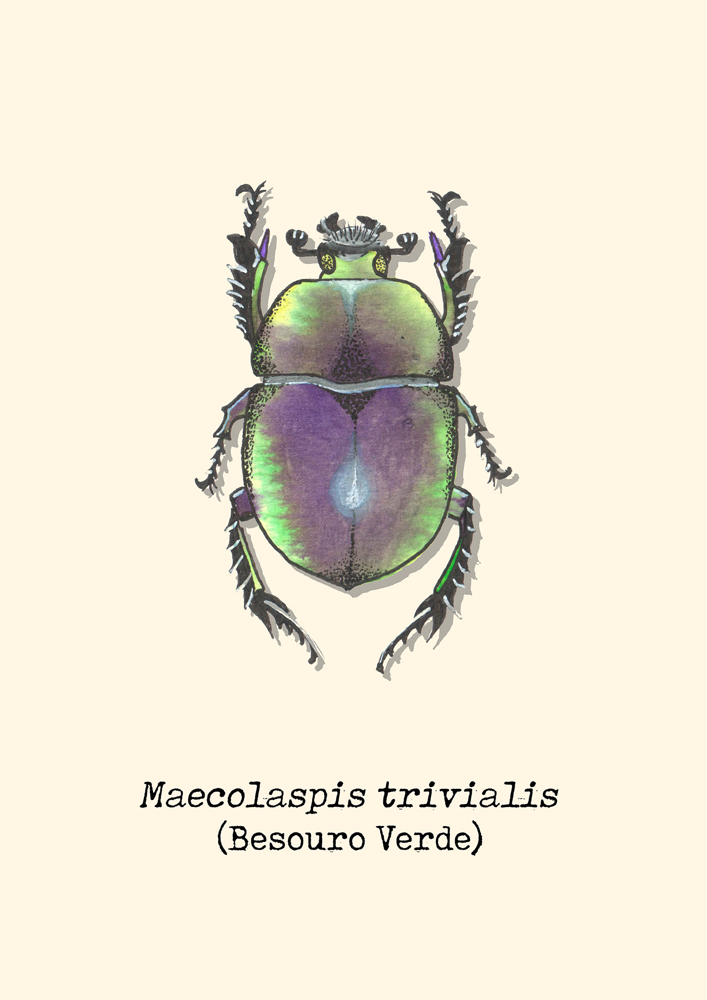 watercolor aquarela animais costela de adão entomología botanica quadro insetos