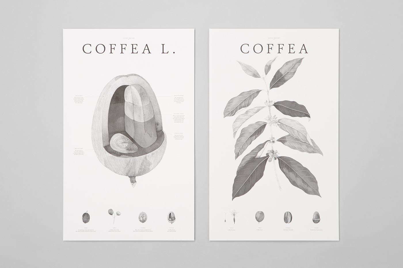 Coffee taxonomy water colour black and white leafs Nature coffee beans Flowers luxury contemporary