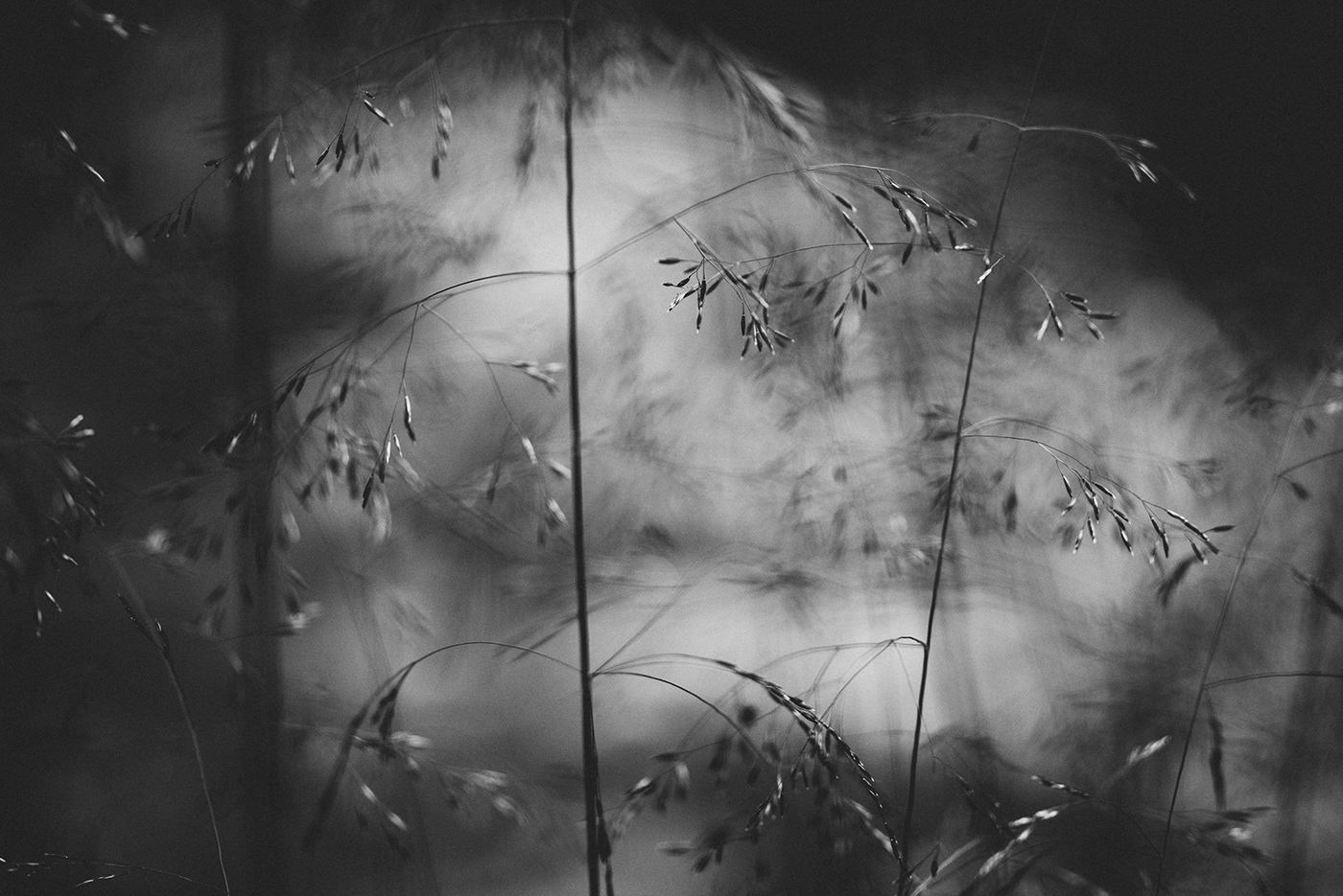 finland hay lightroom Nature Presetr summer weed