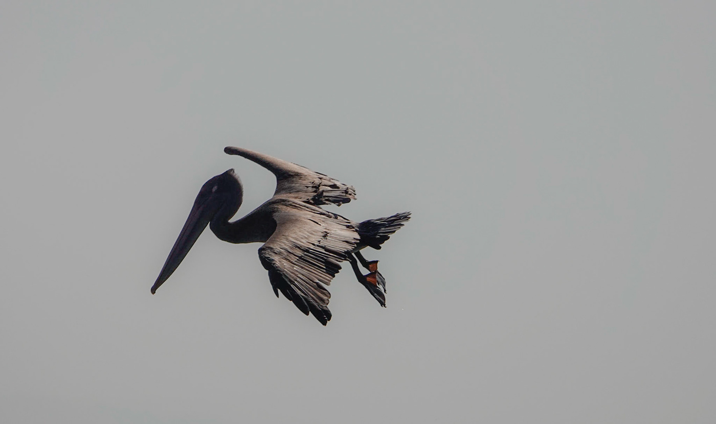 beach birds califronia heron Ocean orange county shore water wetlands