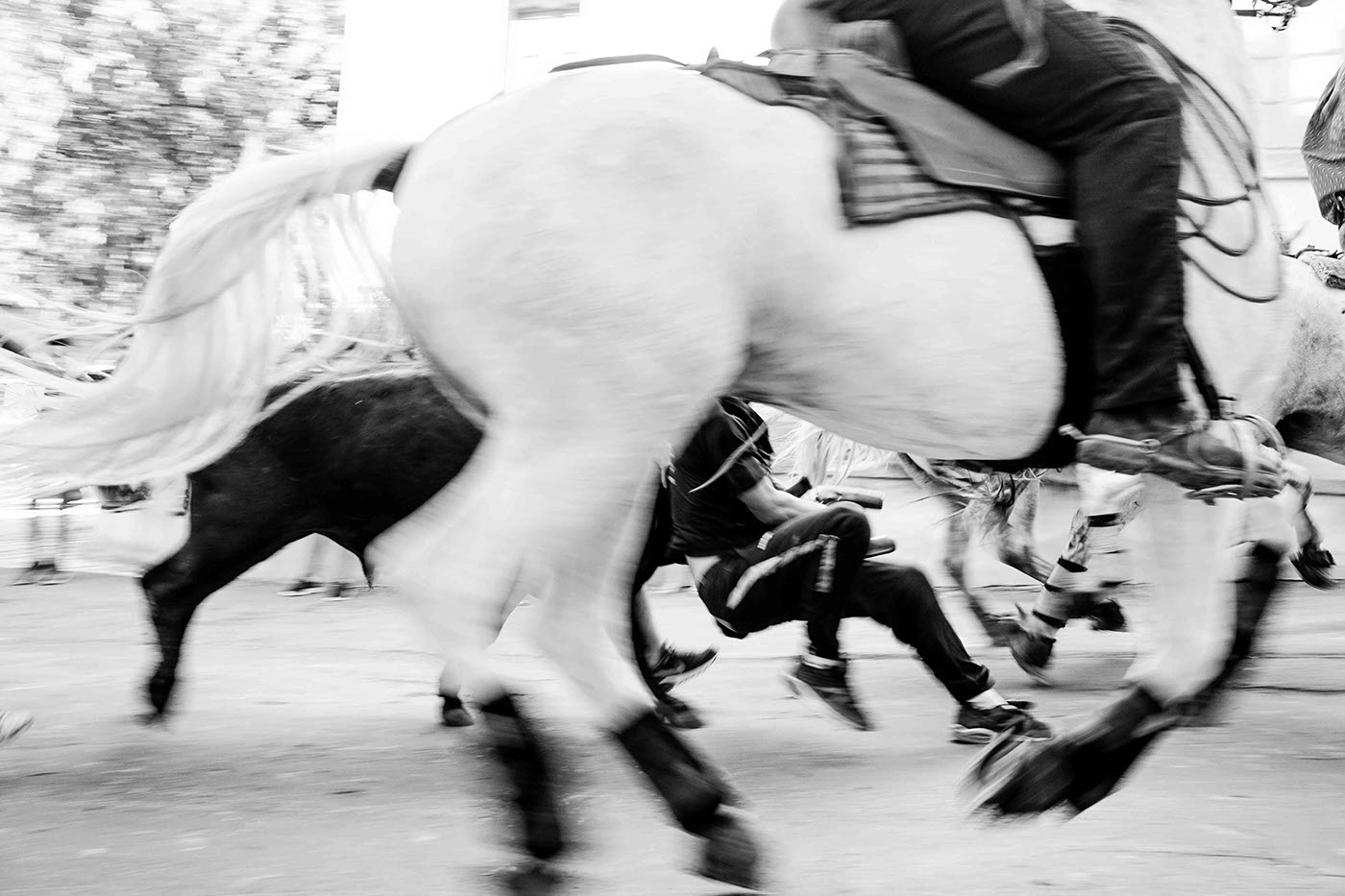 Camargue Documentary  france culture tradition people storytelling   farmlife Nature blackandwhite