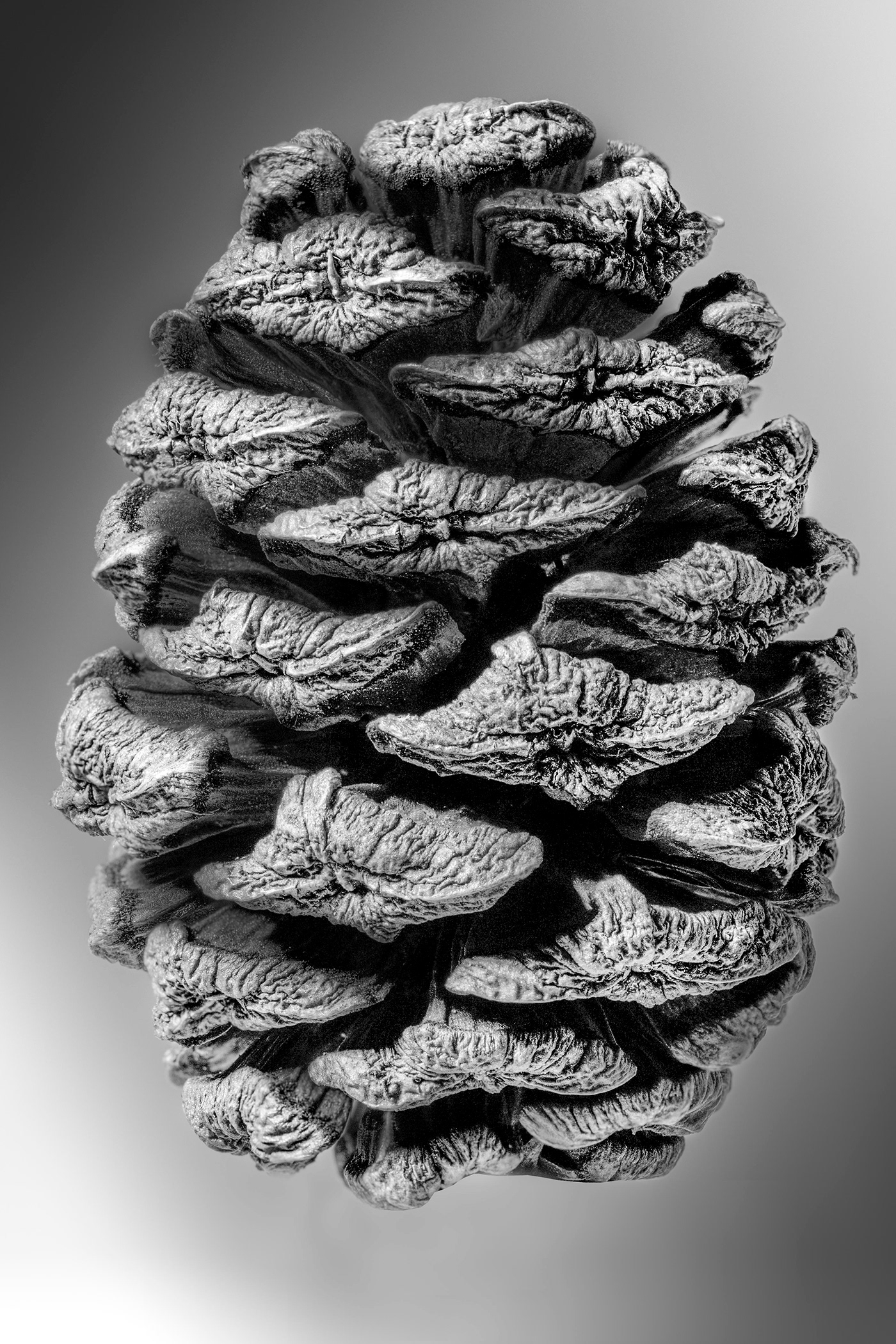 plants Pinecone abstract Photography  retouching 