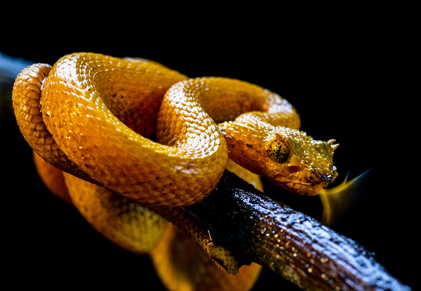 Adobe Portfolio snakes