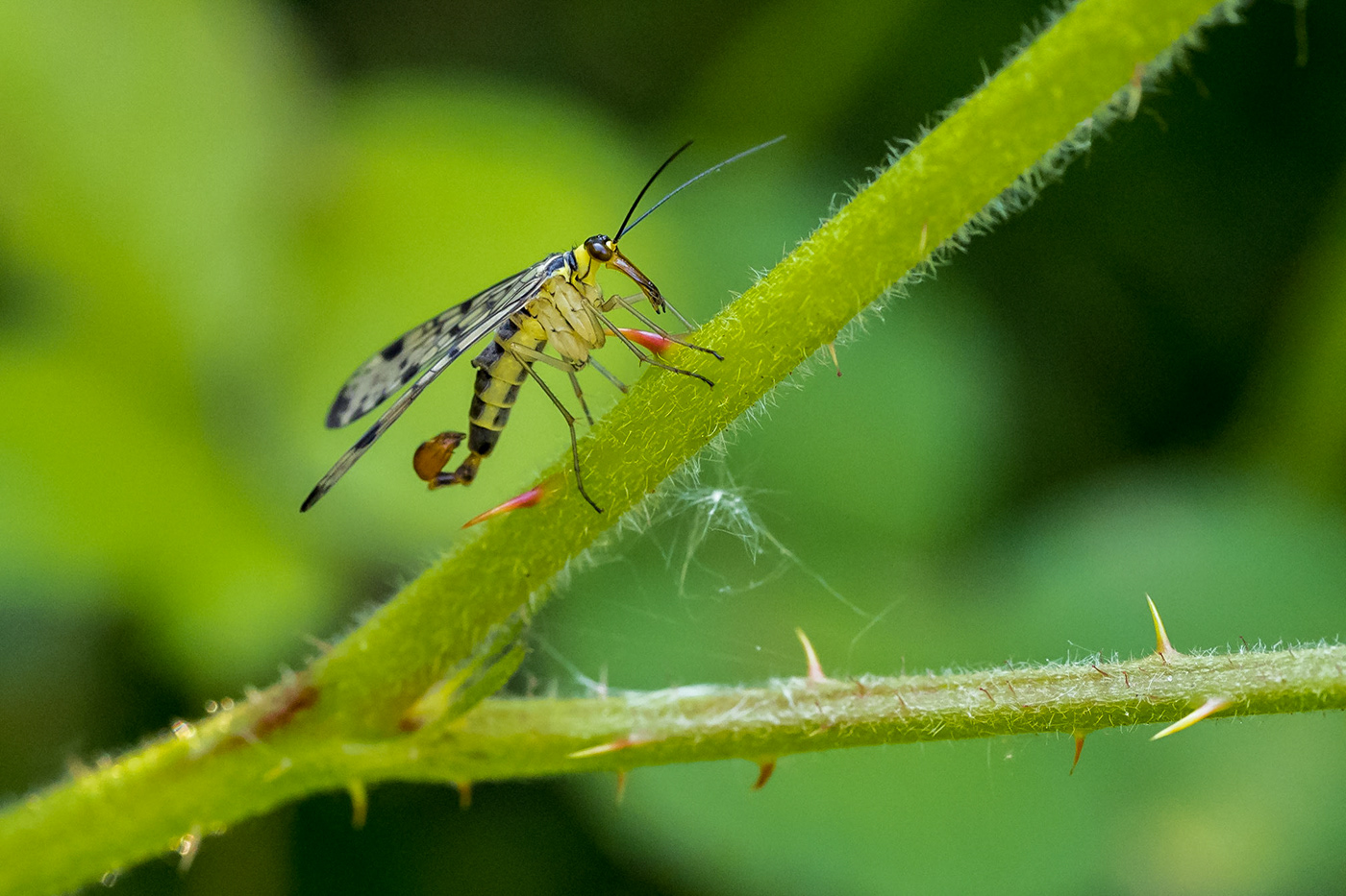 scorpion fly  / schorpioenvlieg