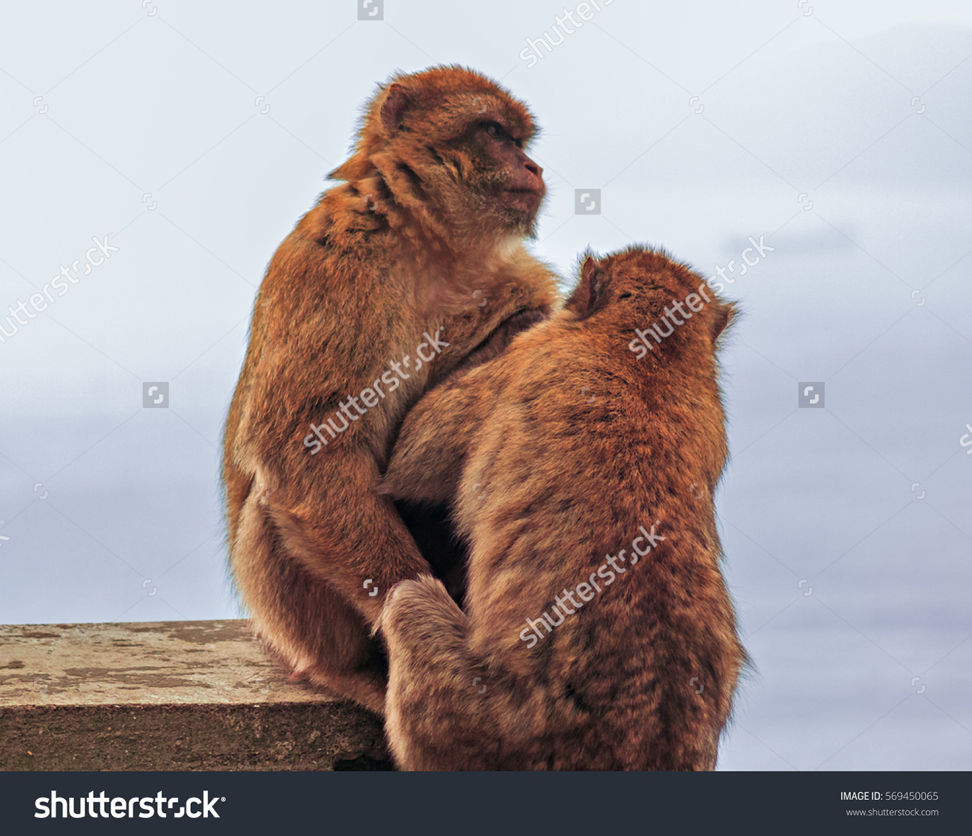 Barbary macaques monkeys gibraltar bay harbor town Europe lighthouse mediterranean