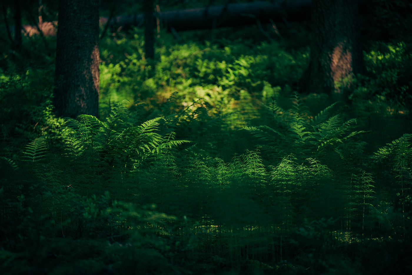 forest summer fern green finland Presetr