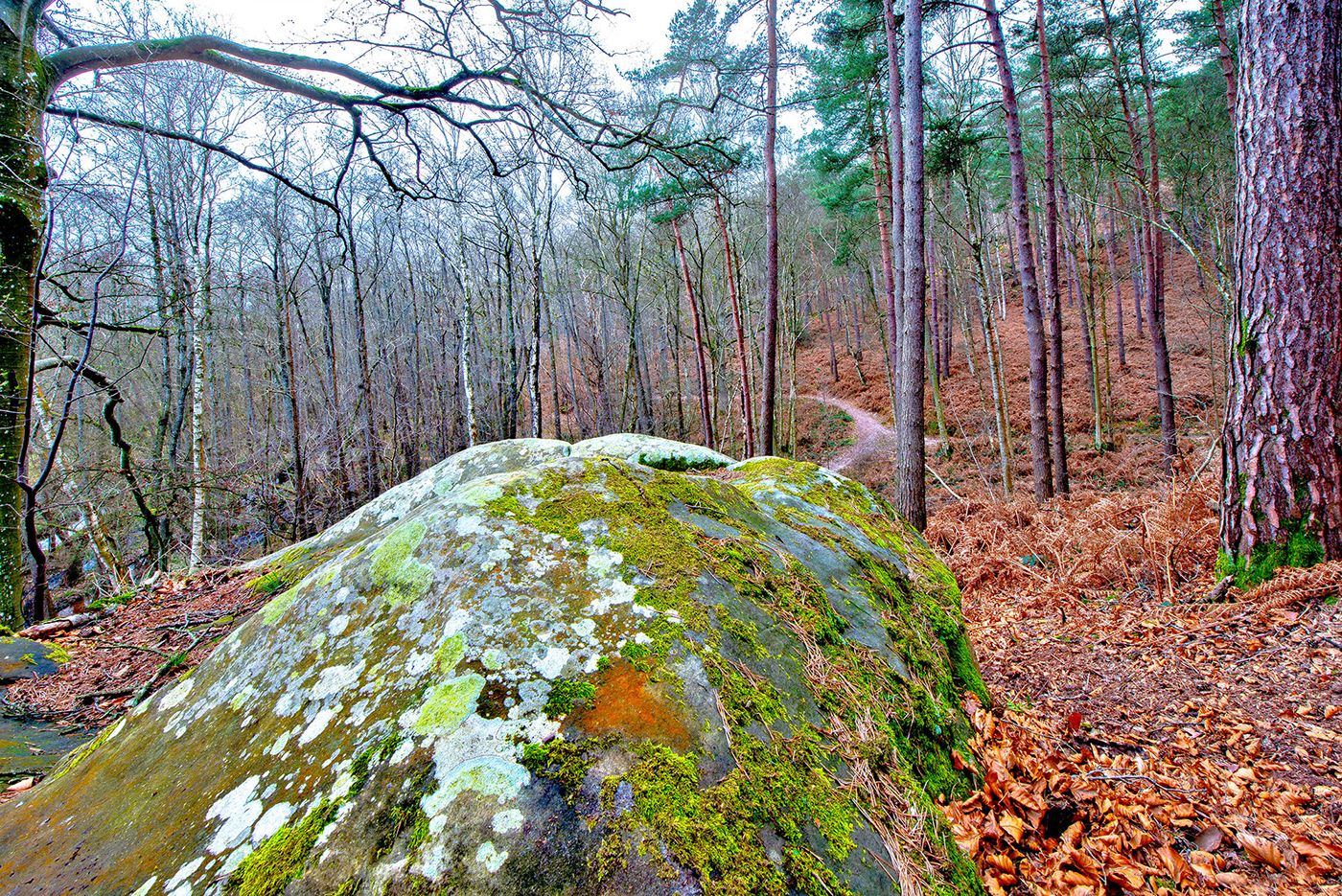 Beech forest Landscape lichen moss Nature Photography  rocks trees winter