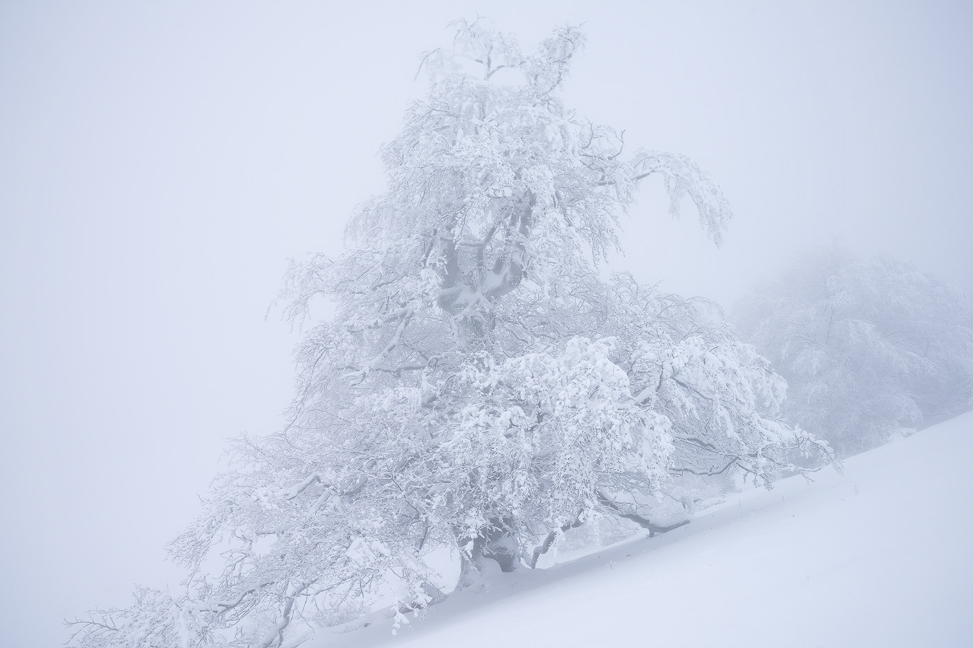 whiteout winter Nature Landscape snow Tree  forest mountain fog treescapes