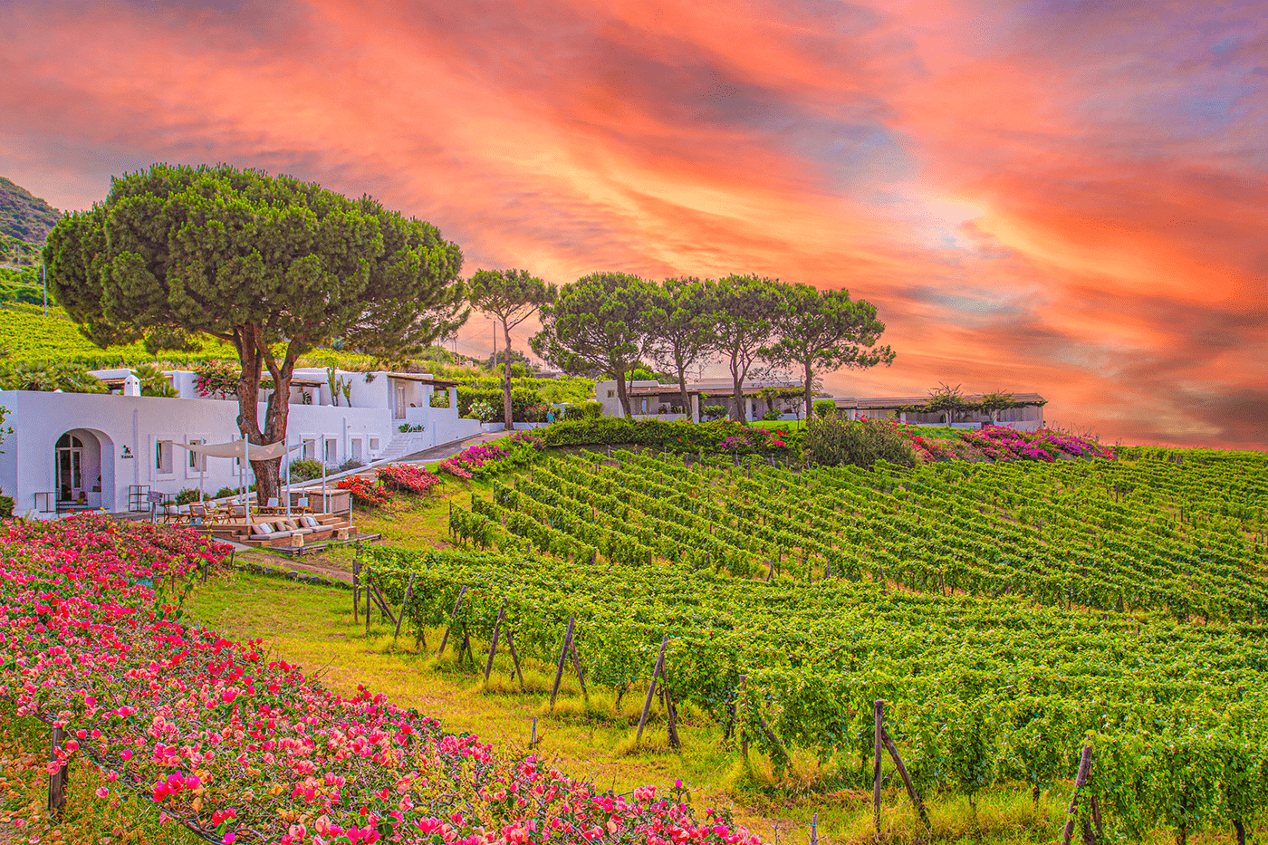 sunset Italy wine isla Photography  photoshop Social media post Graphic Designer MALFA salina