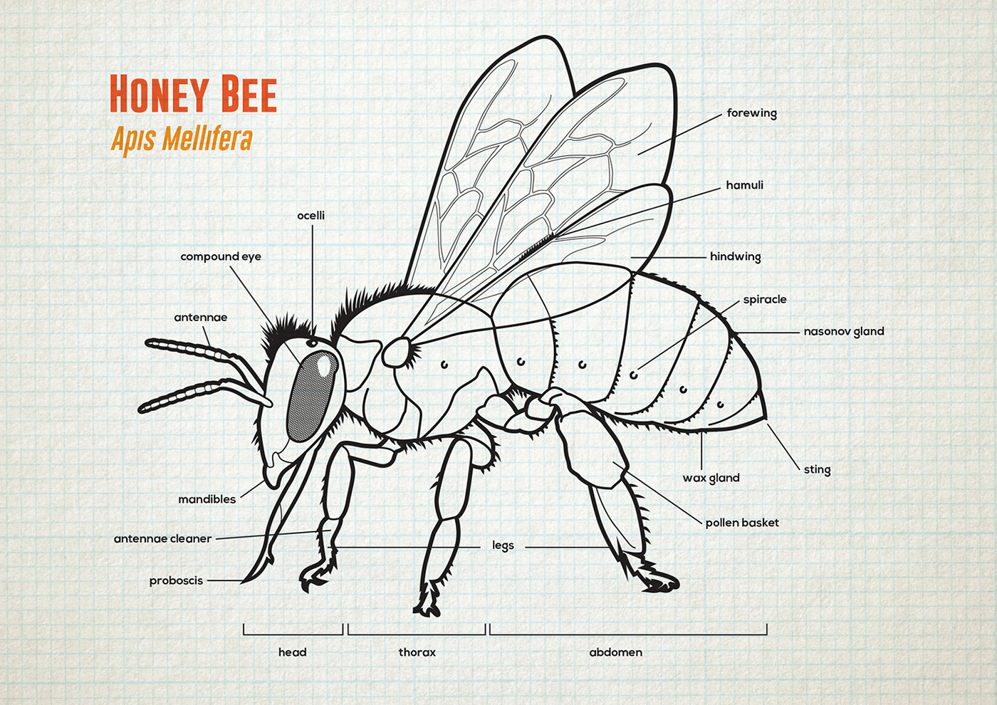 Honey Bee Anatomy & Lifecycle on Behance