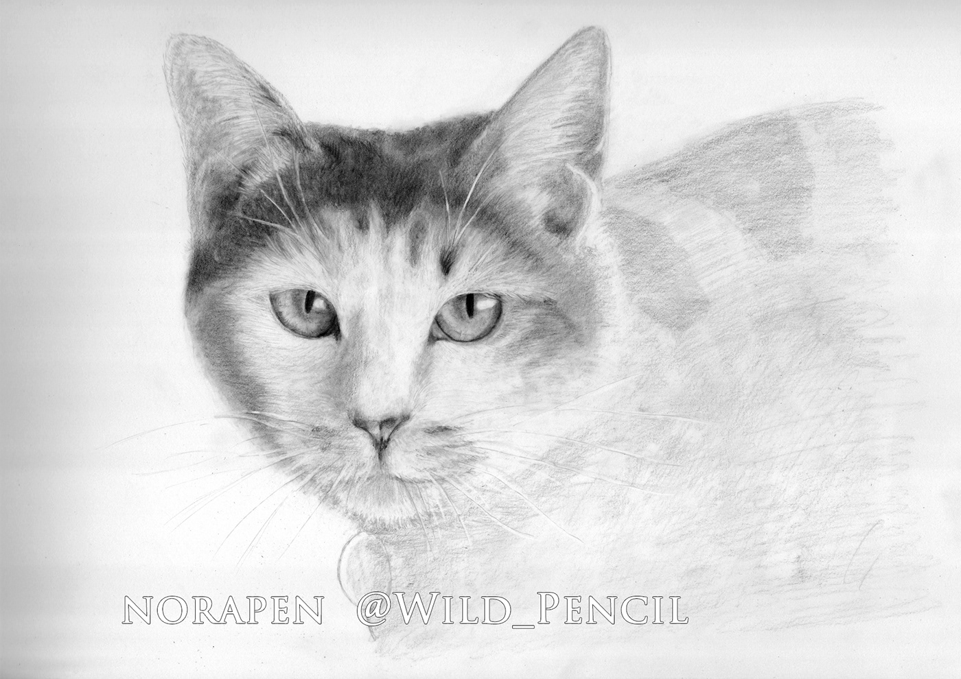 Pencil drawing - Japanese cat on Behance