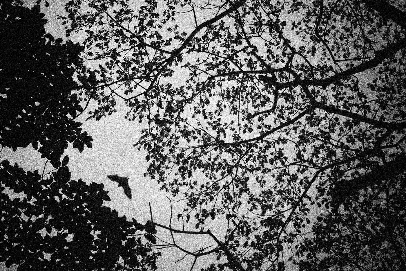 moon SKY Tree  trees Domiplan lowlight
