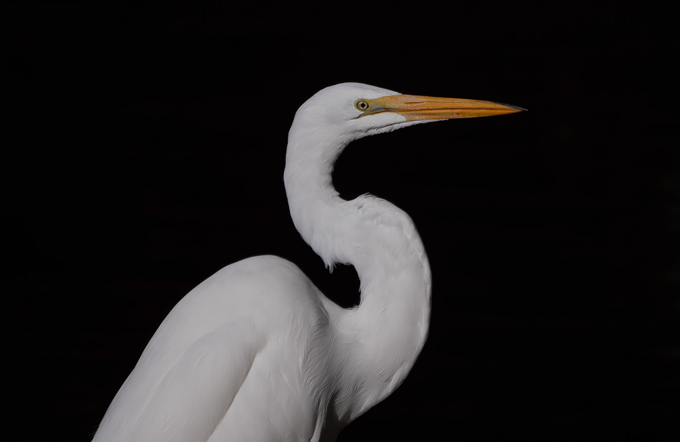 beauty birds egret Nature