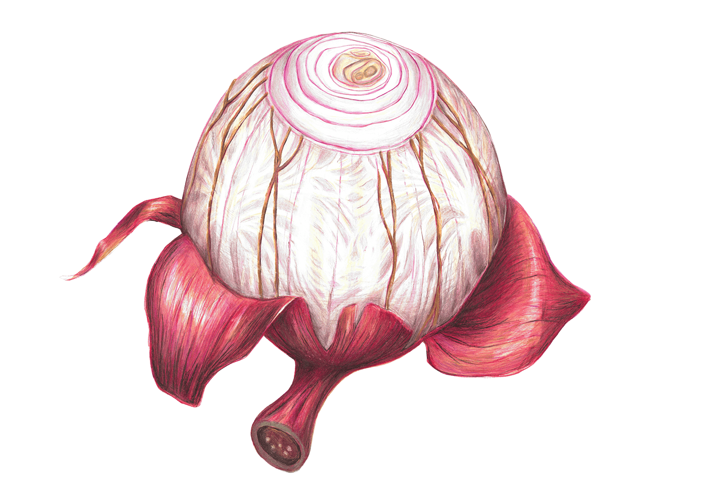 colored pencil ILLUSTRATION  ilustrazione Onion drawing poetry illustration TRADITIONAL ART inspire