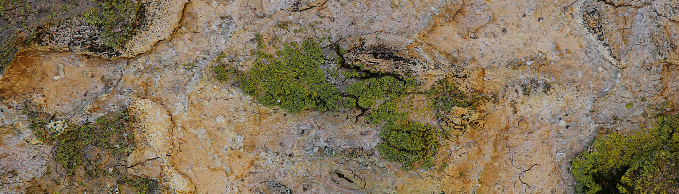 Landscape abstract desert Nature Aerial bark Tree  Volcanoe cave conceptual