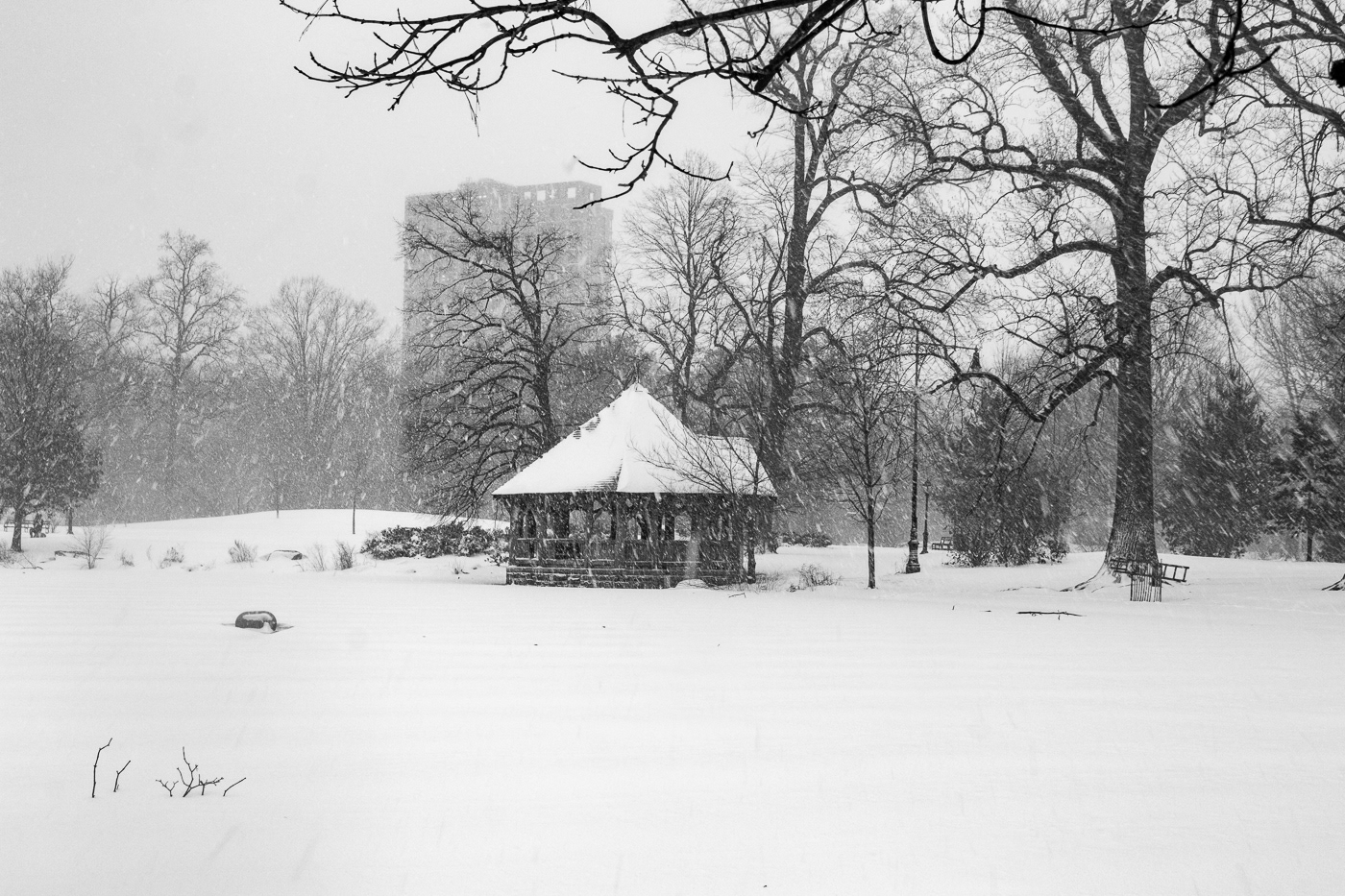 Brooklyn Nature New York snow snowing storm winter