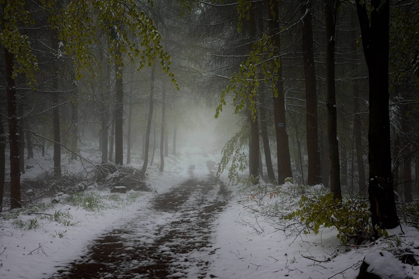 Fotografia snow spring mist fog mgła fotograf polska poland
