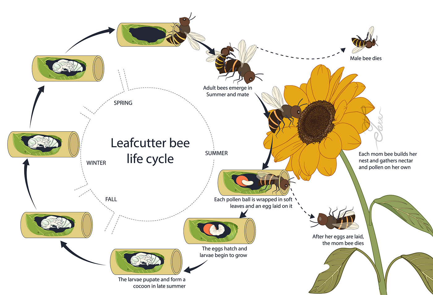 Leafcutter bee life cycle