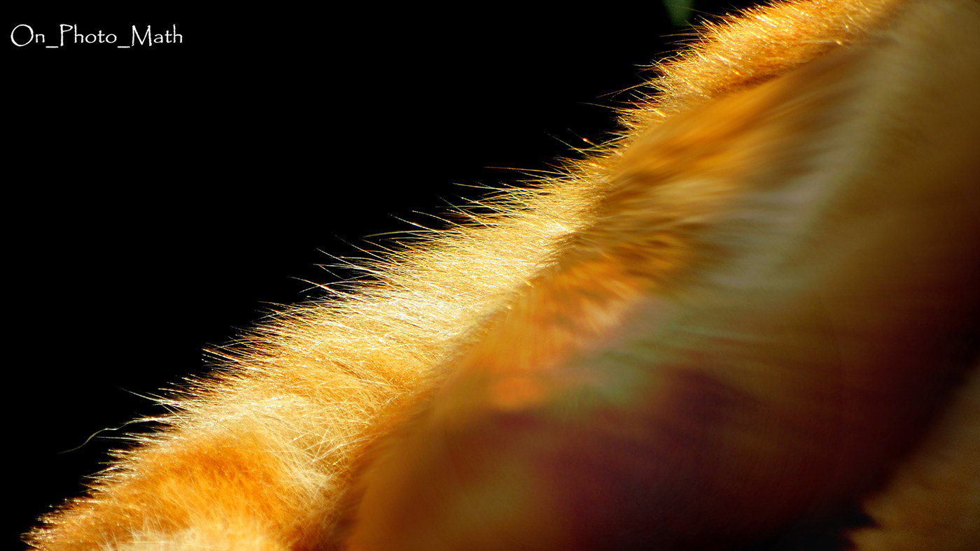 Cat Chat fourrure Foxy Fur ginger greeneyes   roux soleil Sun