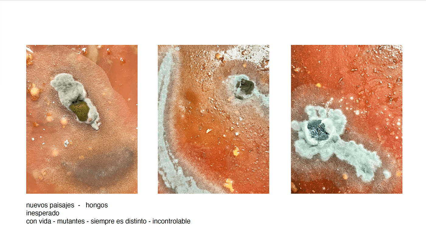 design Bio Plastic hongos mycel