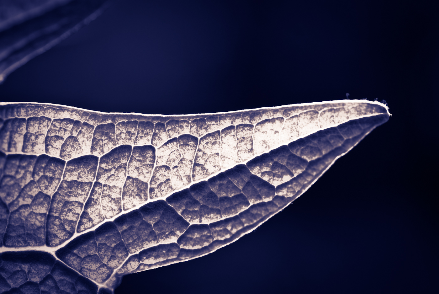 leaf leaves texture macro