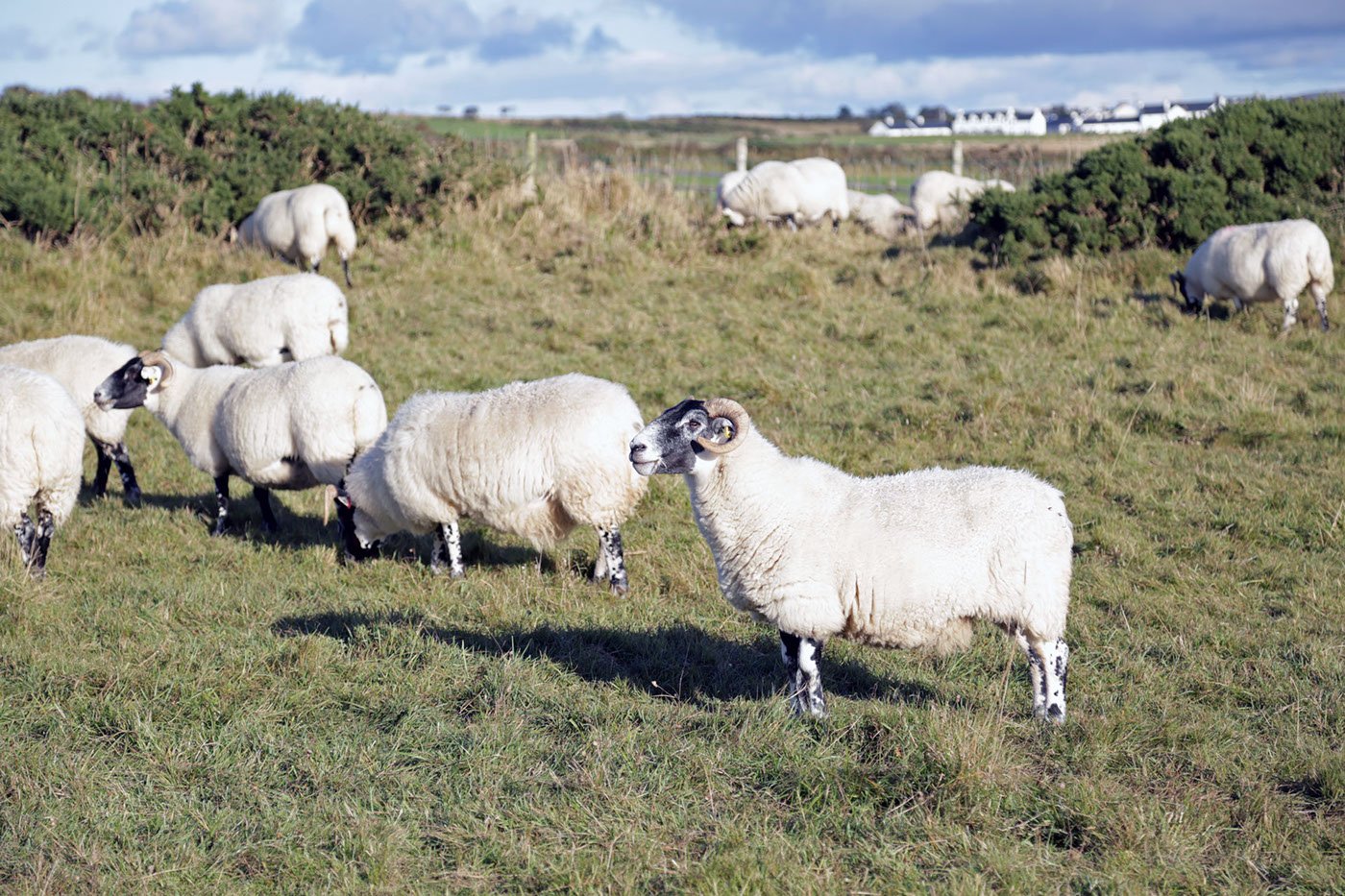 Ireland sheep canon5d giantscauseway trip