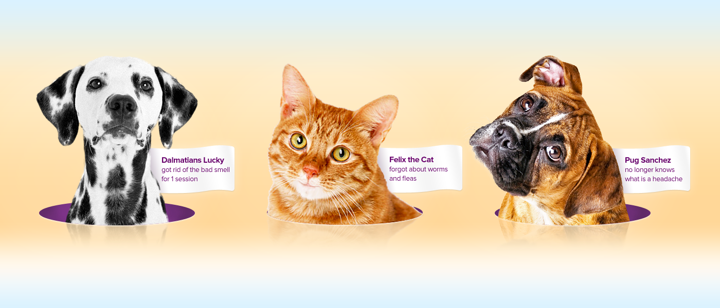 landing web site animation  concept pets Cat dog