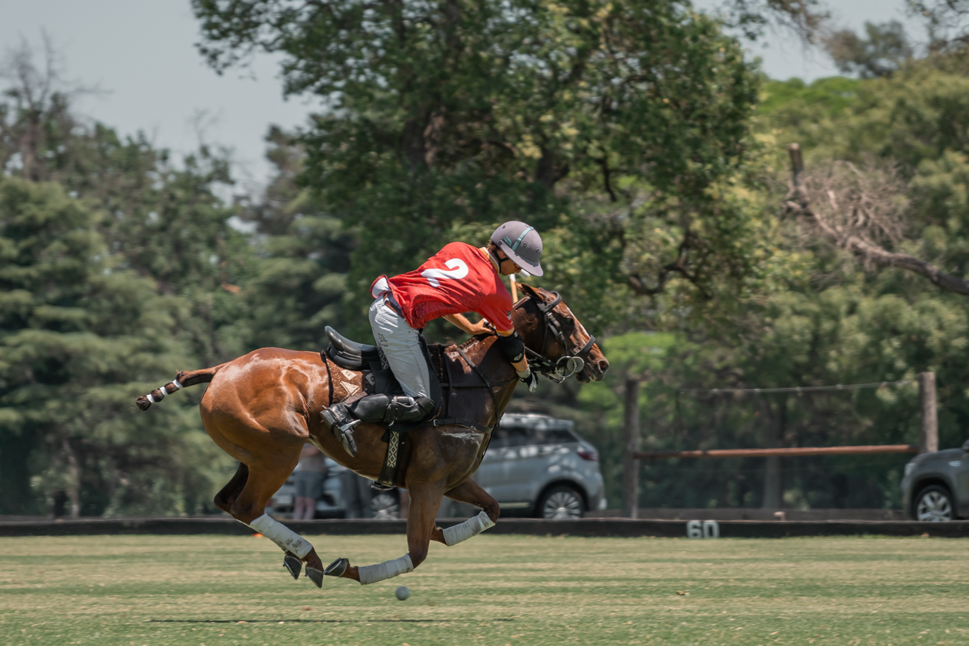 horse animal sports polo Photography  lightroom Nature