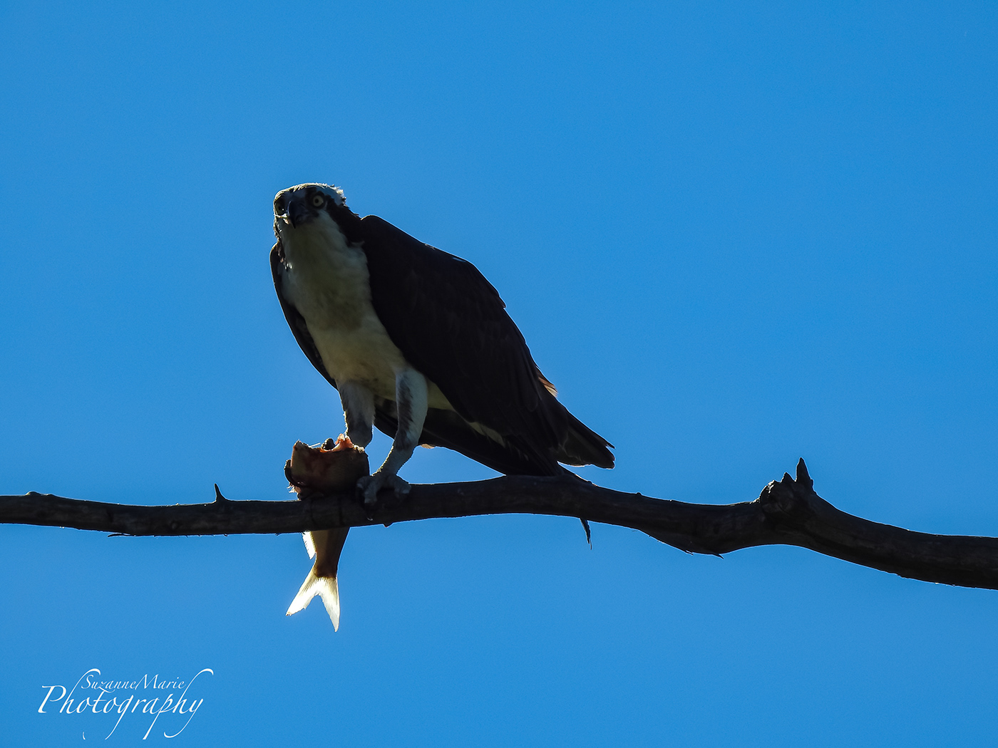 bird animal Osprey wildlife Nature Photography  photographer