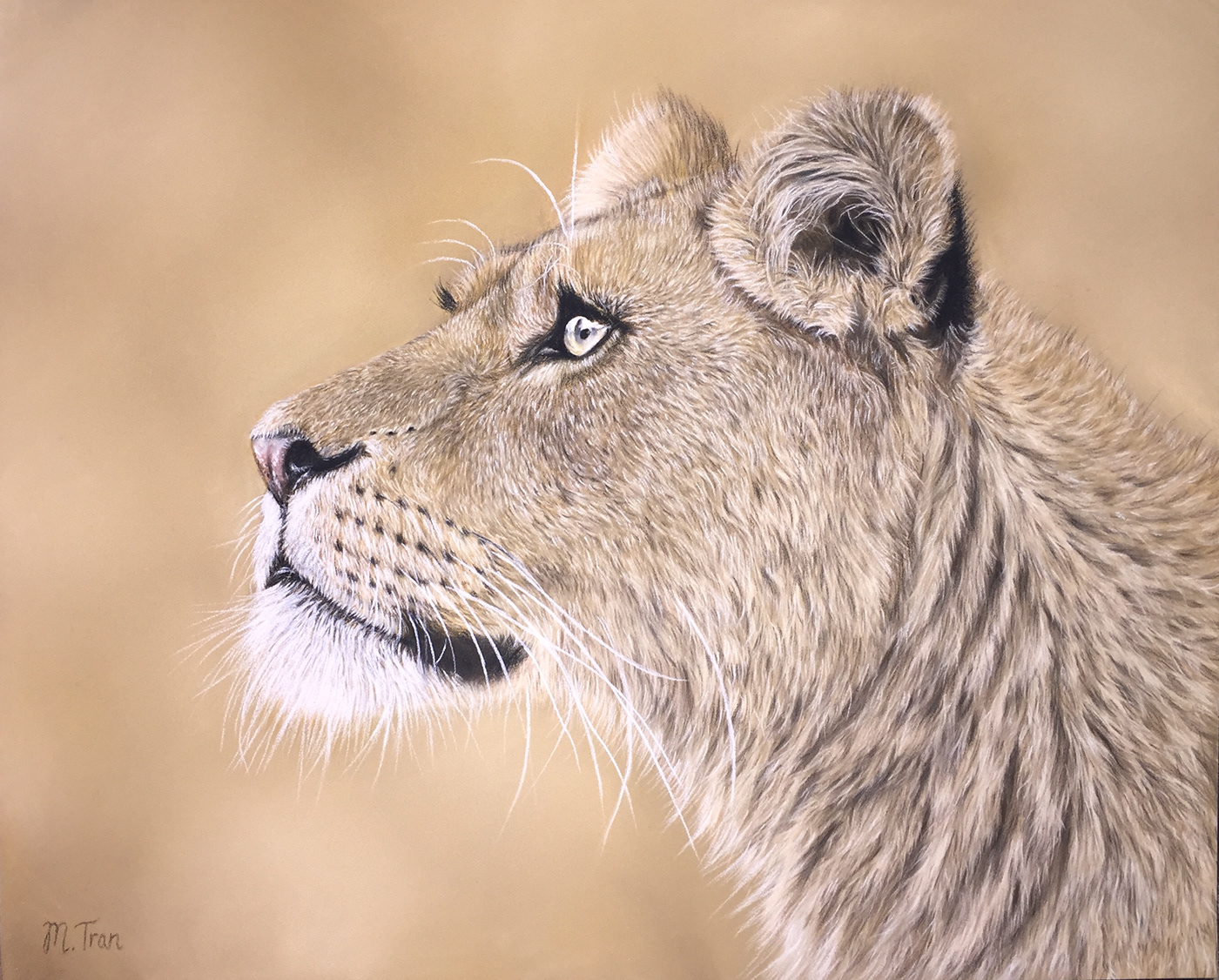animal art animal painting art collectors art for sale big cat big cat art lion art lion artwork lioness painting for sale