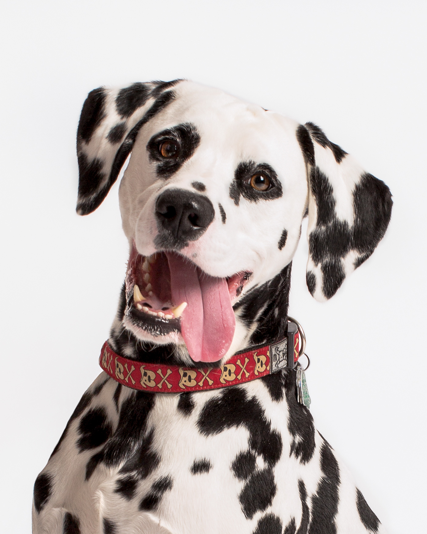 Adobe Portfolio studio dog photography Dog actor dog headshot Dalmatian actor dalmatian portrait dog photography