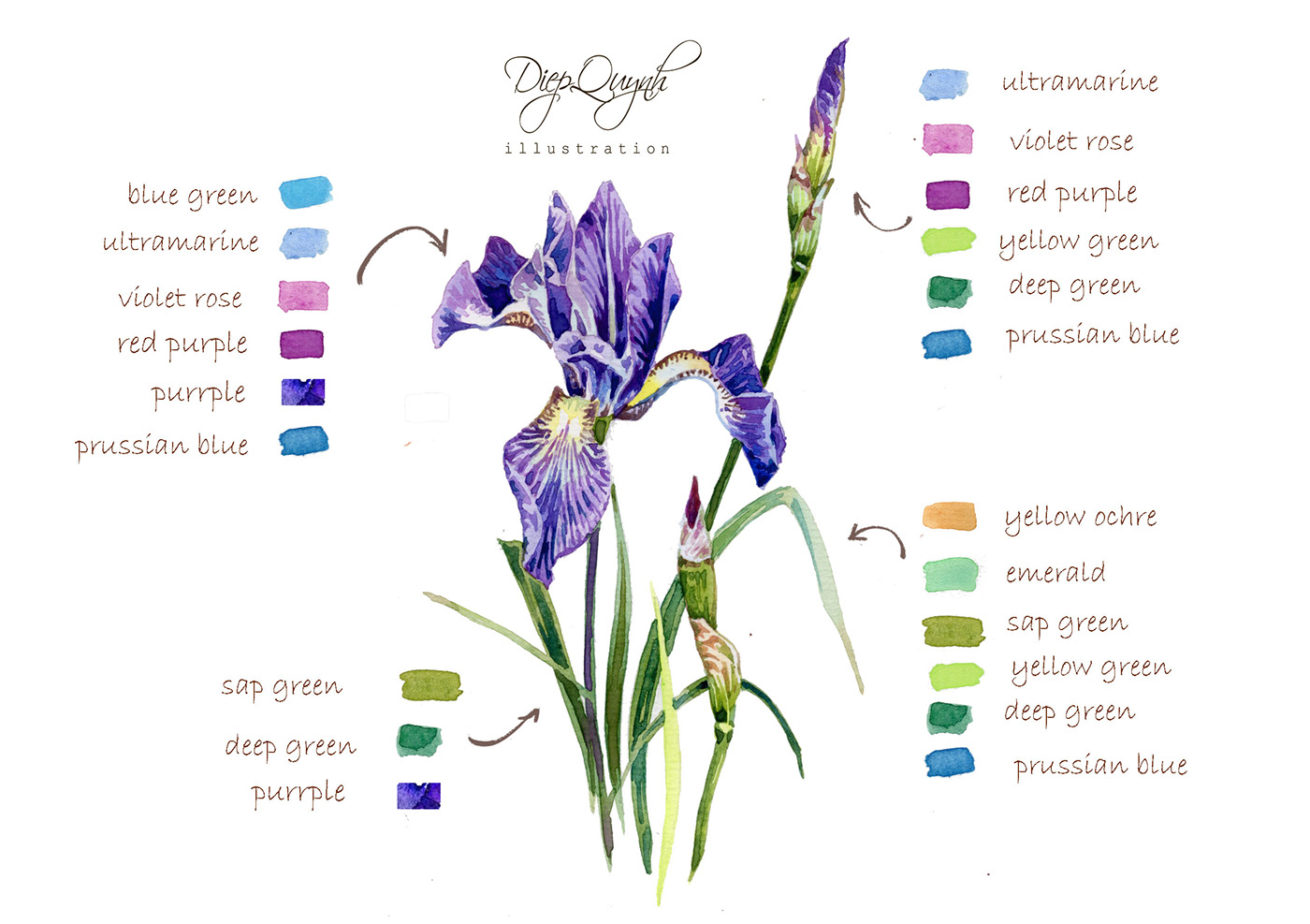 flower iris watercolor