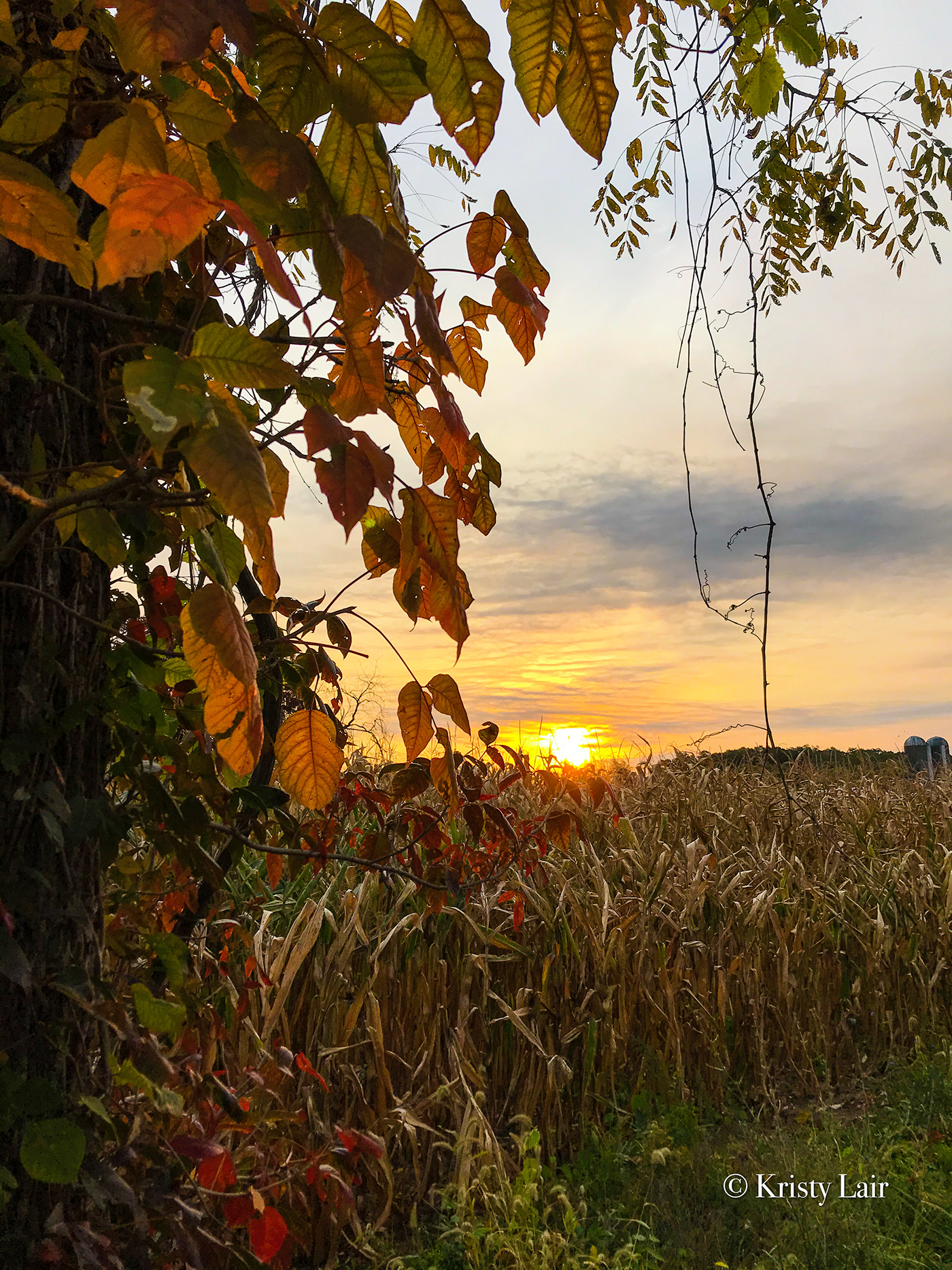 Fall fields Sunrise