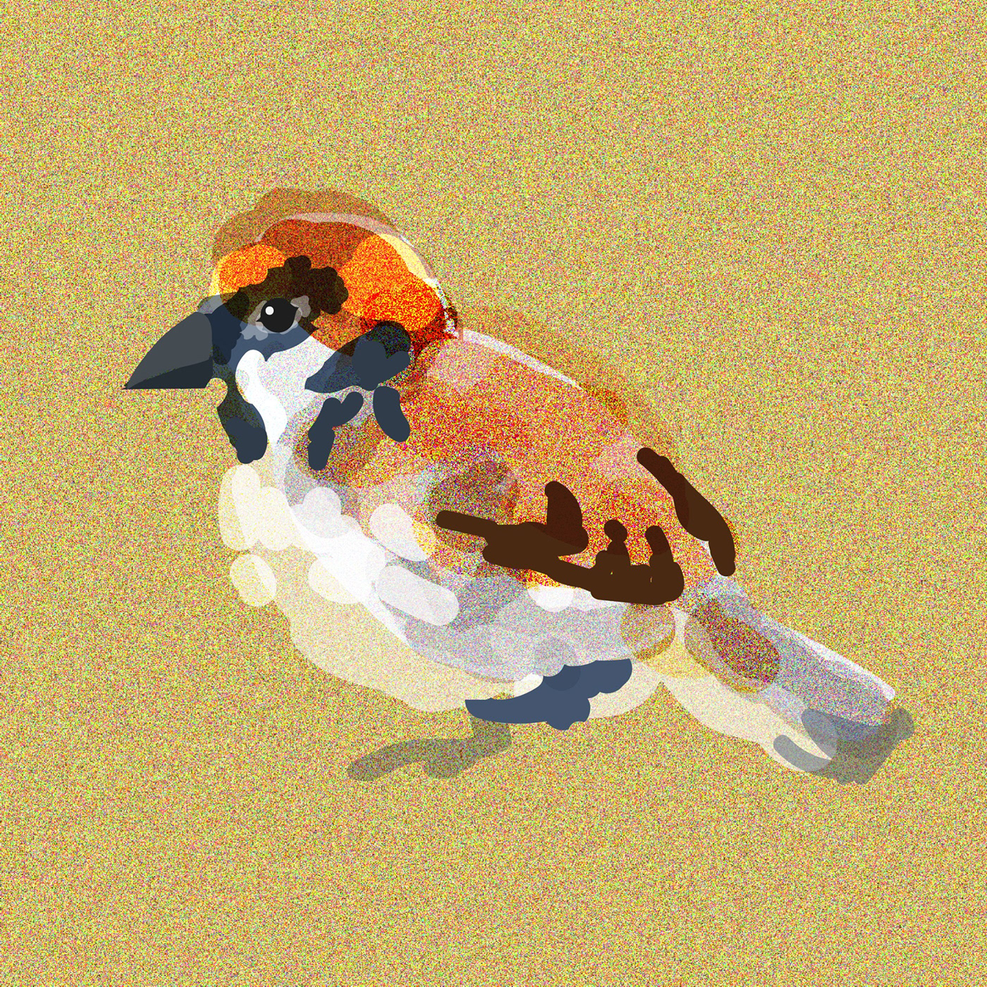 illustration bird sparrow