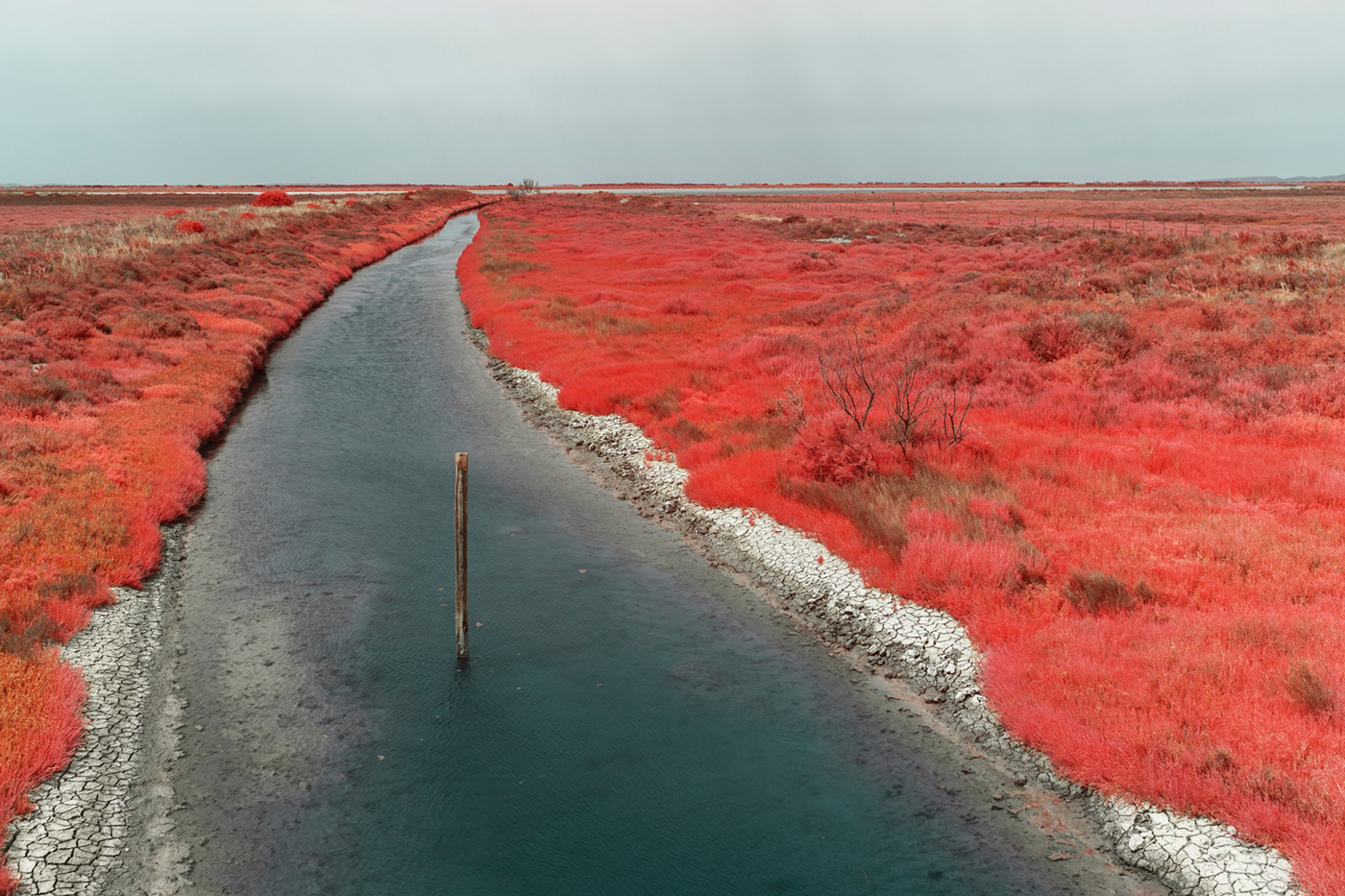 Aerochrome flamingo france infrared infrared photography Landscape Nature Park Photography  Camargue