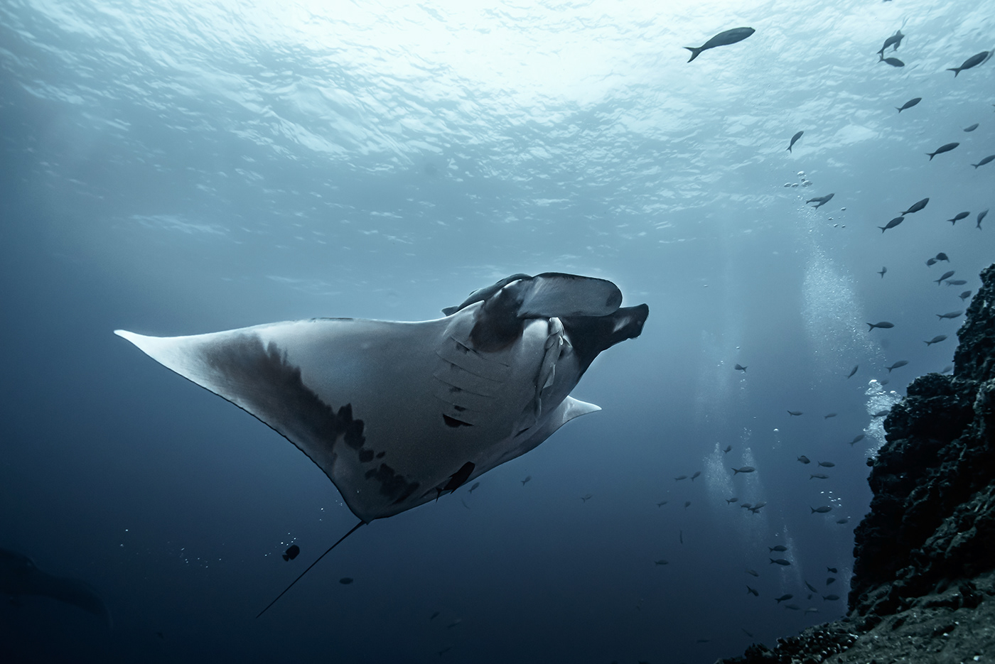 underwater diving freedoom visualart
