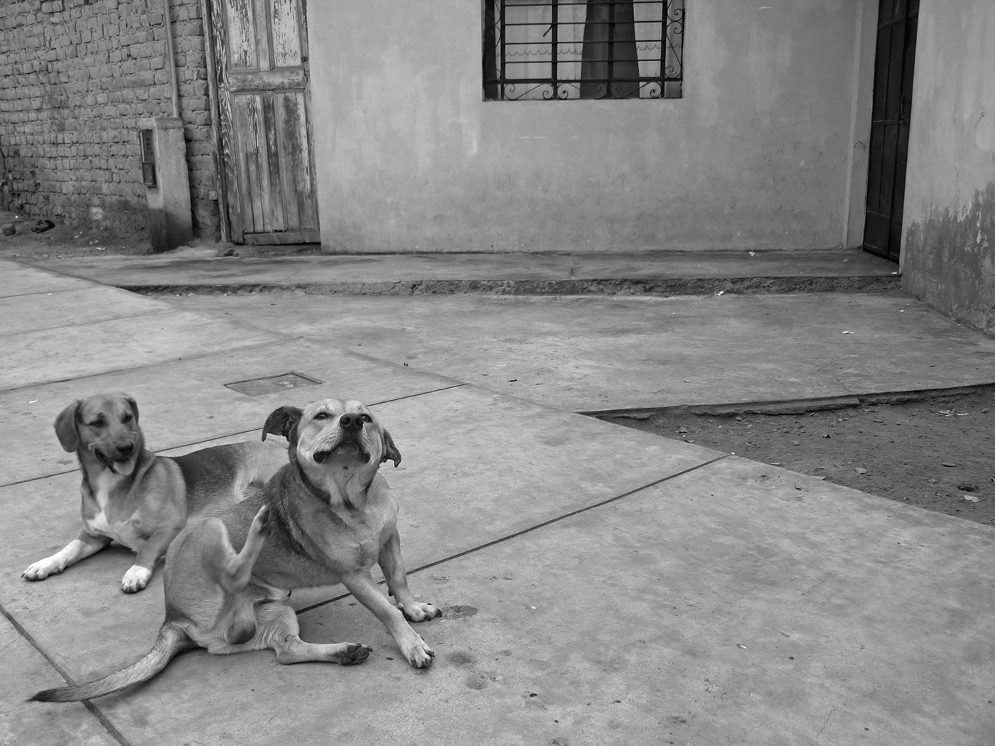 dogs animals essay Photography 