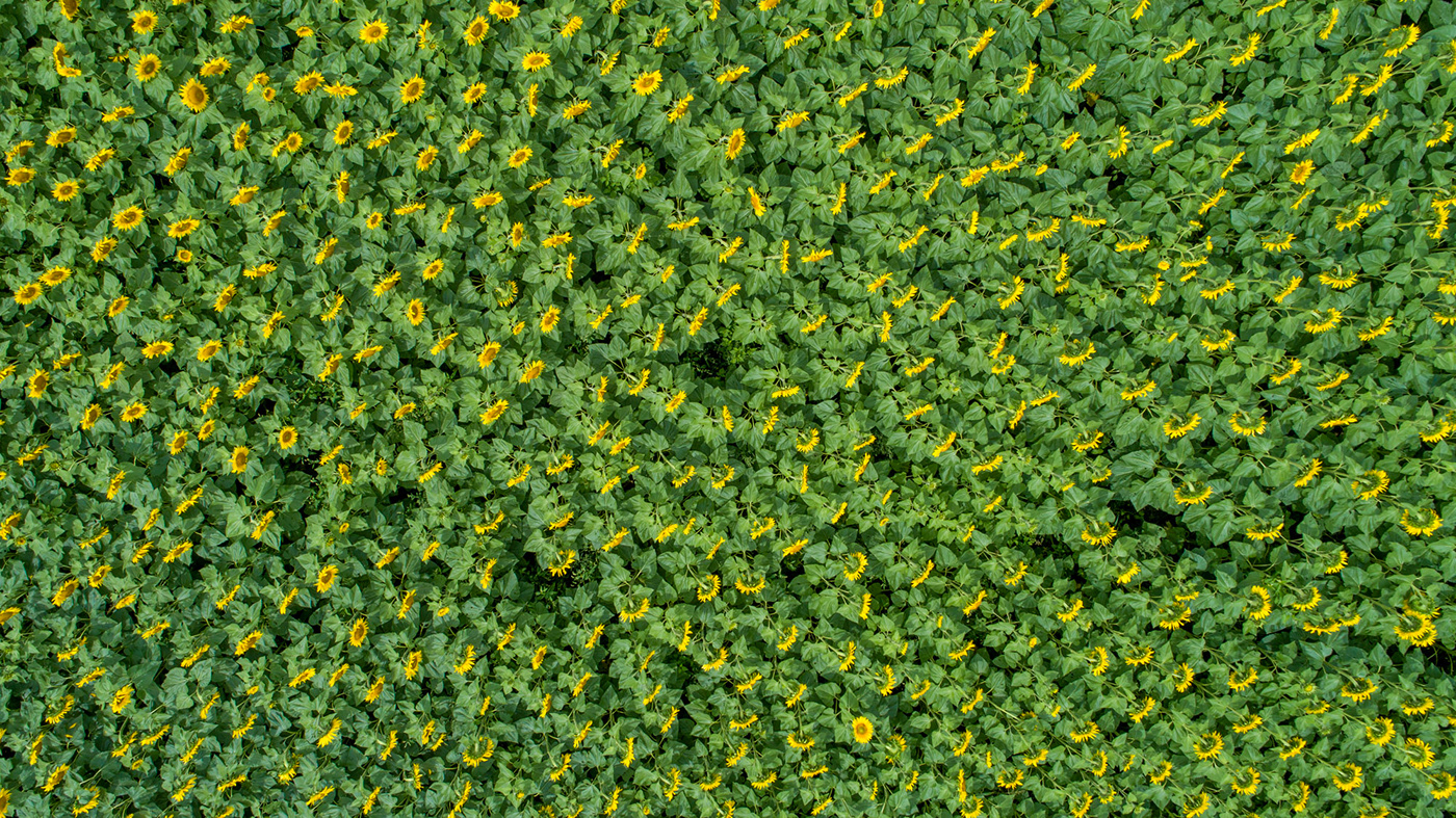 Bavaria sunflower summertime Aerial drone Photography 