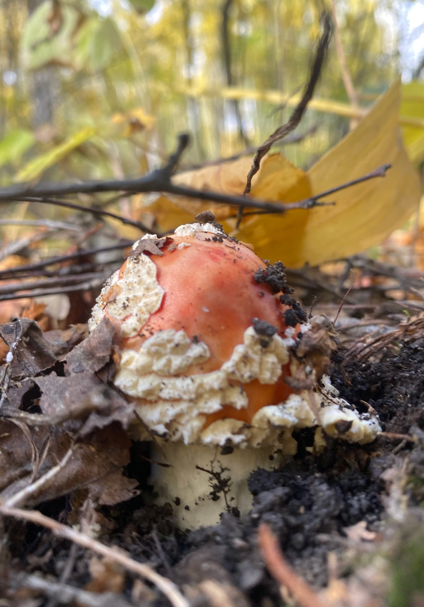 autumn Beauty around us forest Mushrooms
