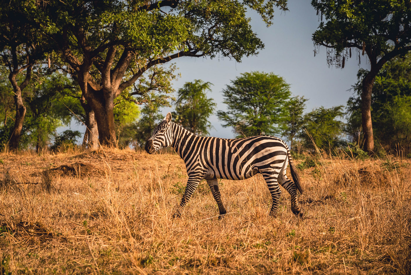 animals elephant Landscape Nature uganda photos wild wildlife zebra