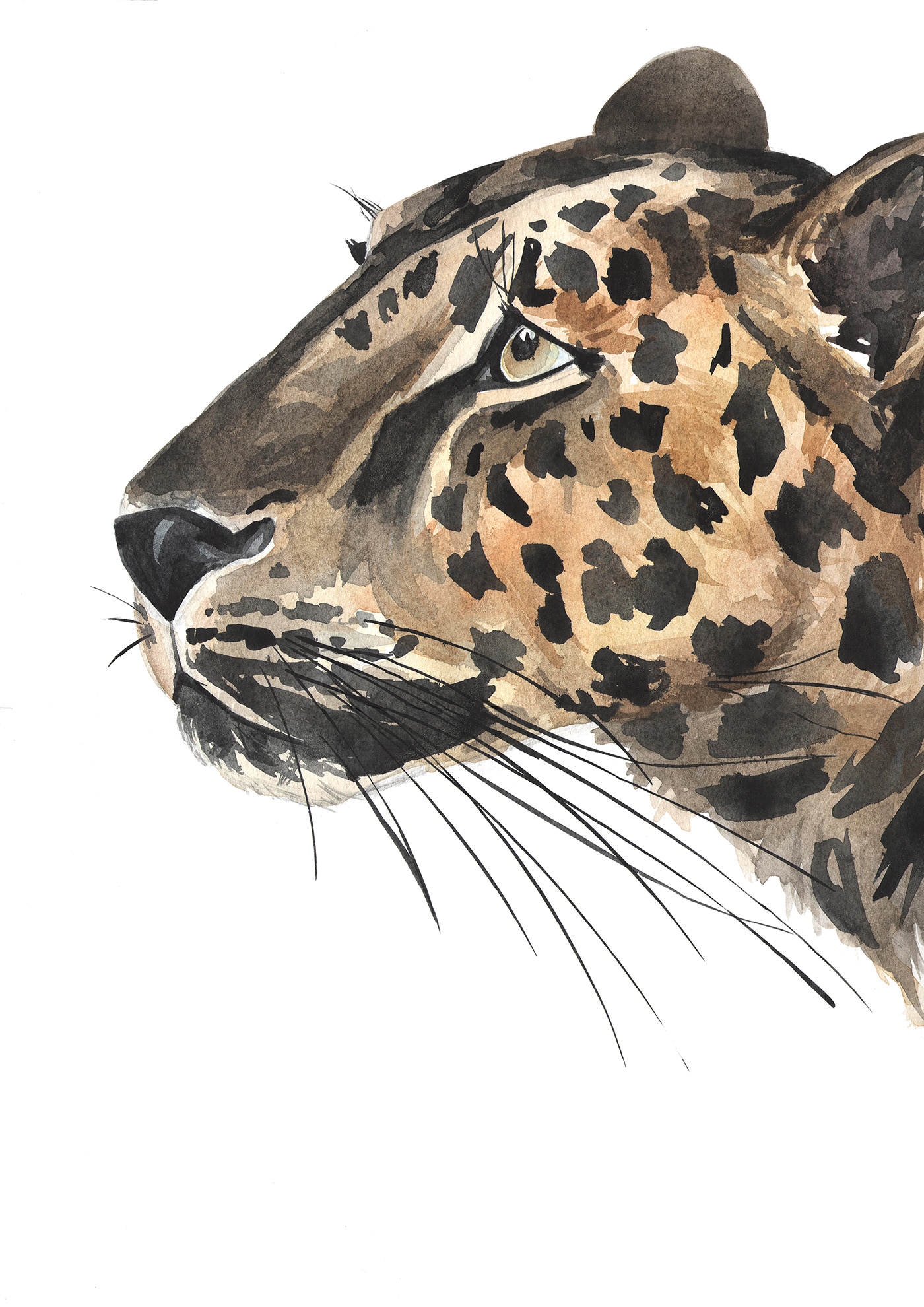jaguar wall art jungle animal leopard art Safari Animal watercolor animal watercolor illustration watercolor poster wild animal wild cat