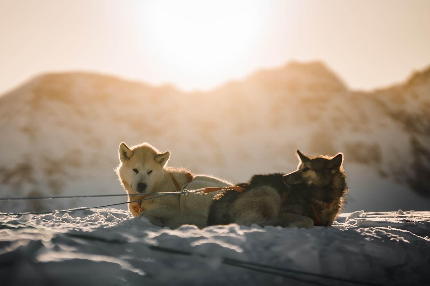 Greenland Arctic winter dogs snow remote ice White Nature Landscape