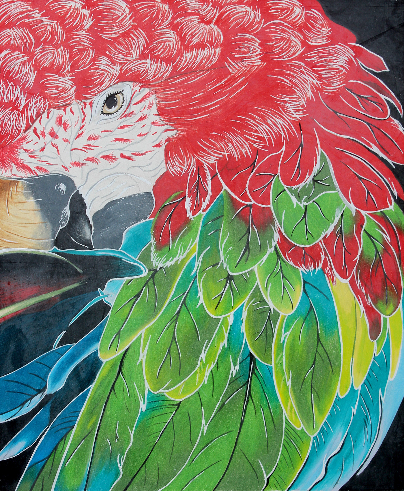 parrot colored pencil mixed media bird Nature animals artwork traditional pencil prismacolor